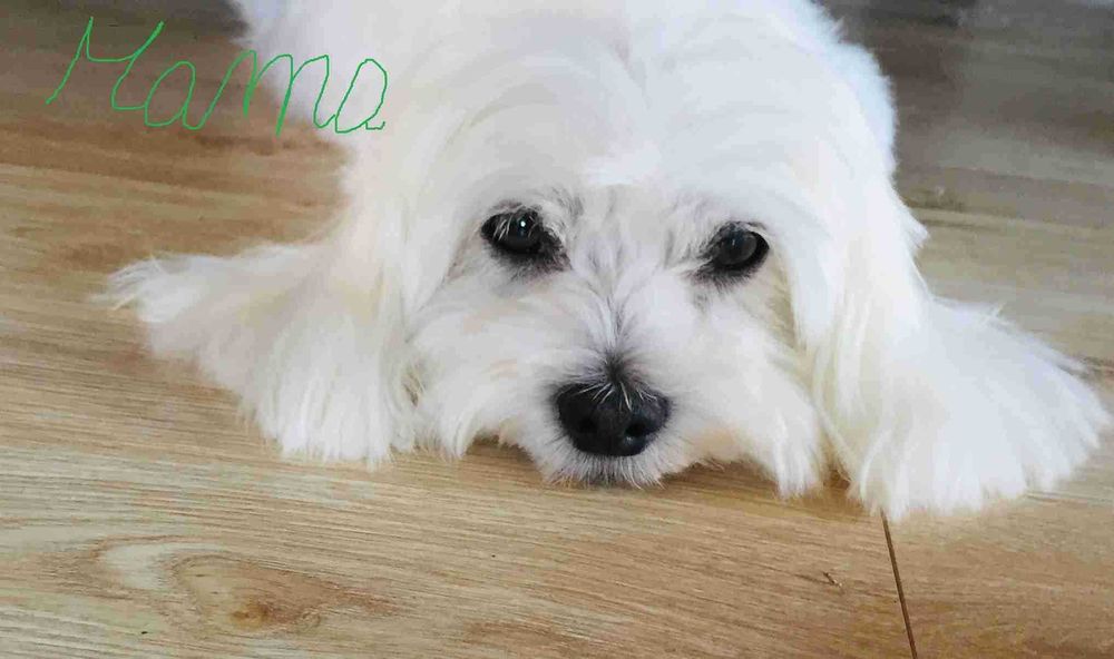 Szczeniaczki rasy Maltańczyk p. ZkWP