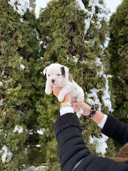 American Bully suczka