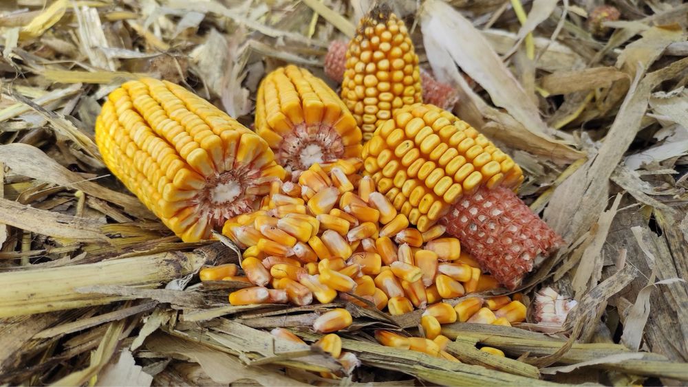 Продам суху кукурудзу