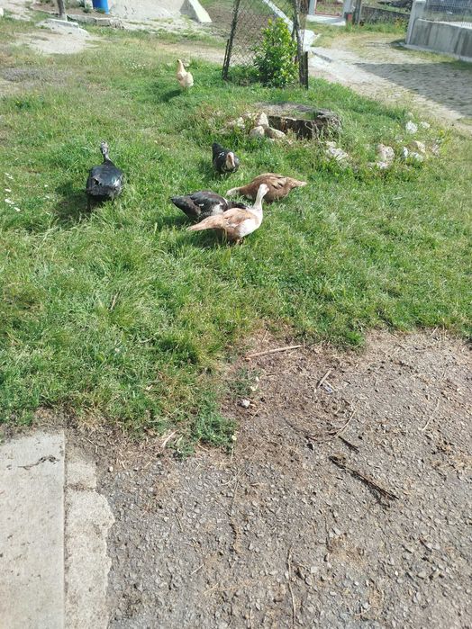 Patos  mudos para venda