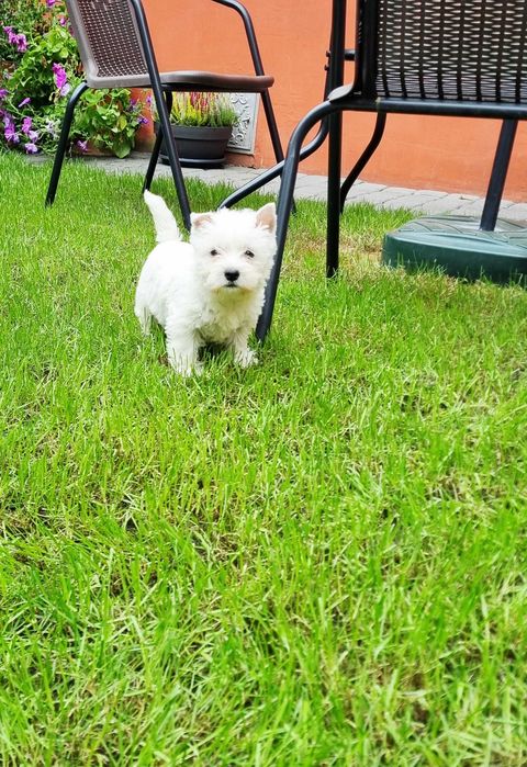 West Highland White Terrier suczka
