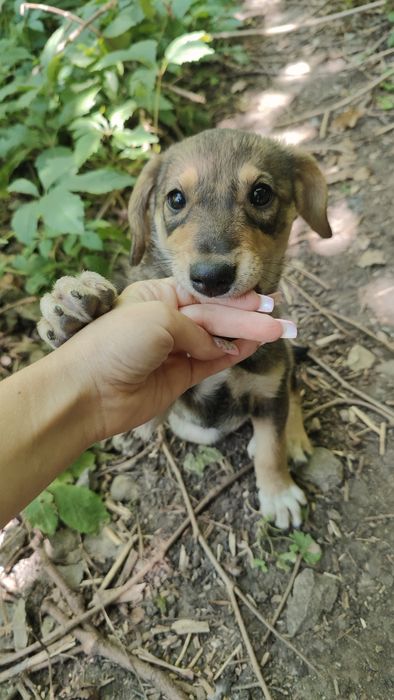 Цуценя, цуцик, собака