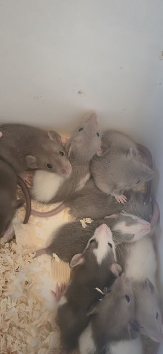 Szczurki Dumbo – młode