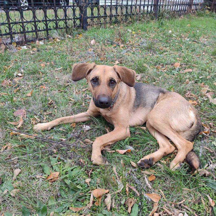 Собака-дівчинка, метис, 1 рік в добрі ручки