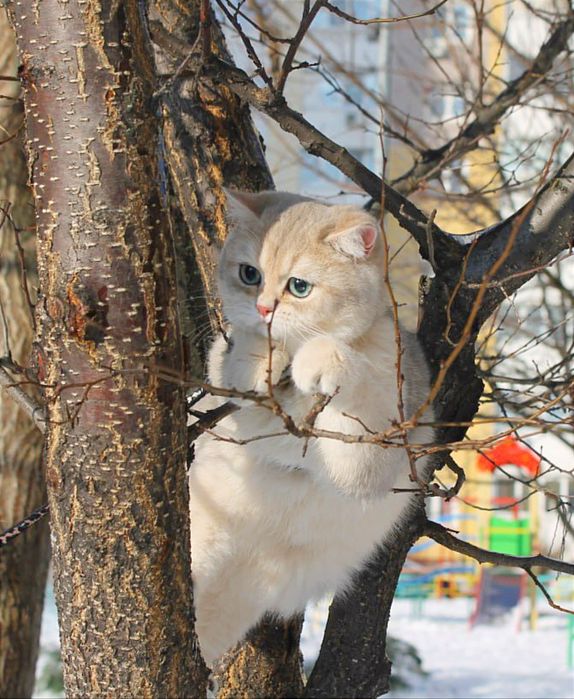 Красуня голубе золото британочка