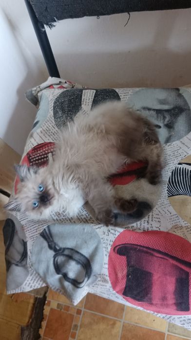 Невська маскарадна хлопчик 2 міс