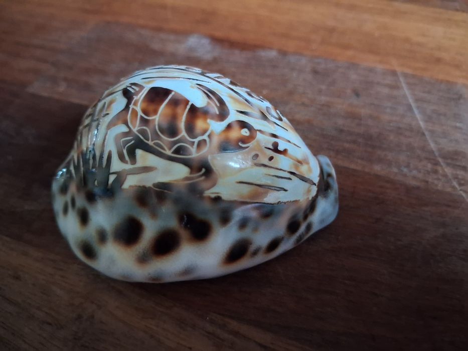 Muszla 7cm Porcelanka Tygrysia Grawerowana MALEDIWY Żółw