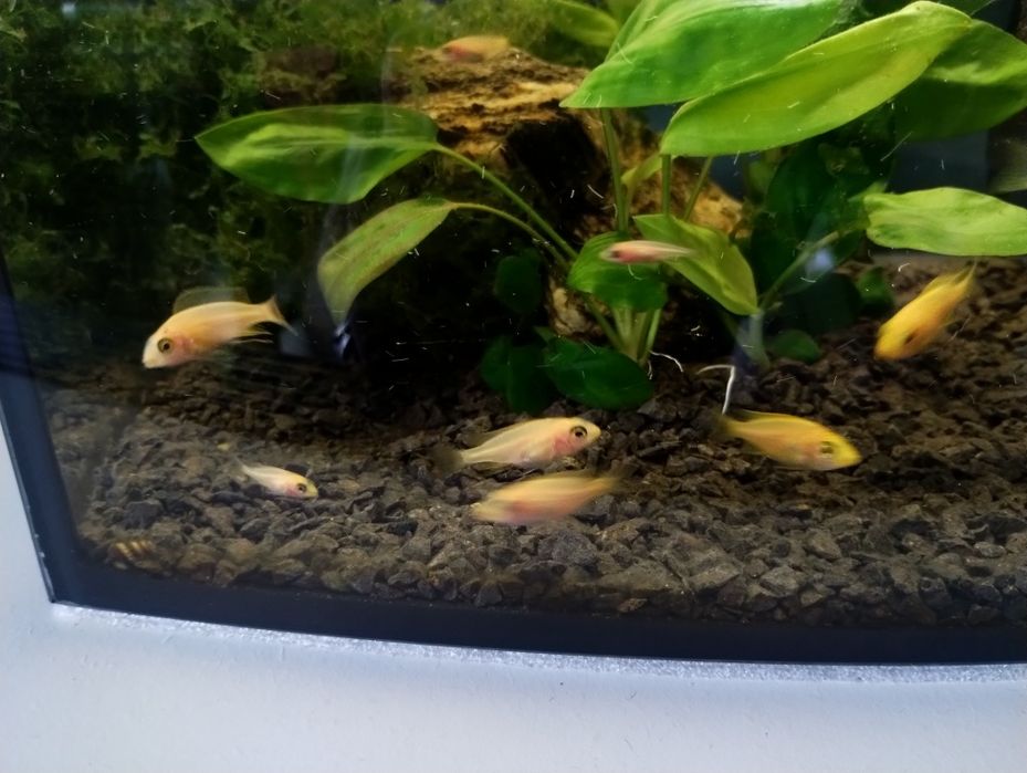 Ryby Aulonocara sp. Fire fish