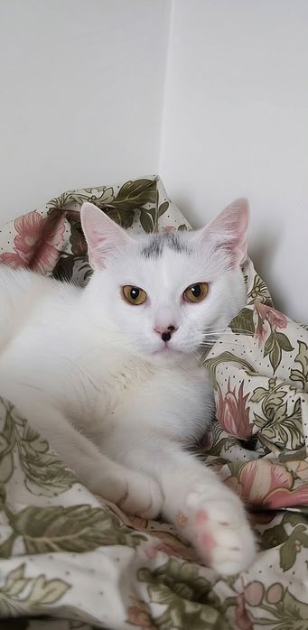 Білий котик шукає сім'ю белый кот