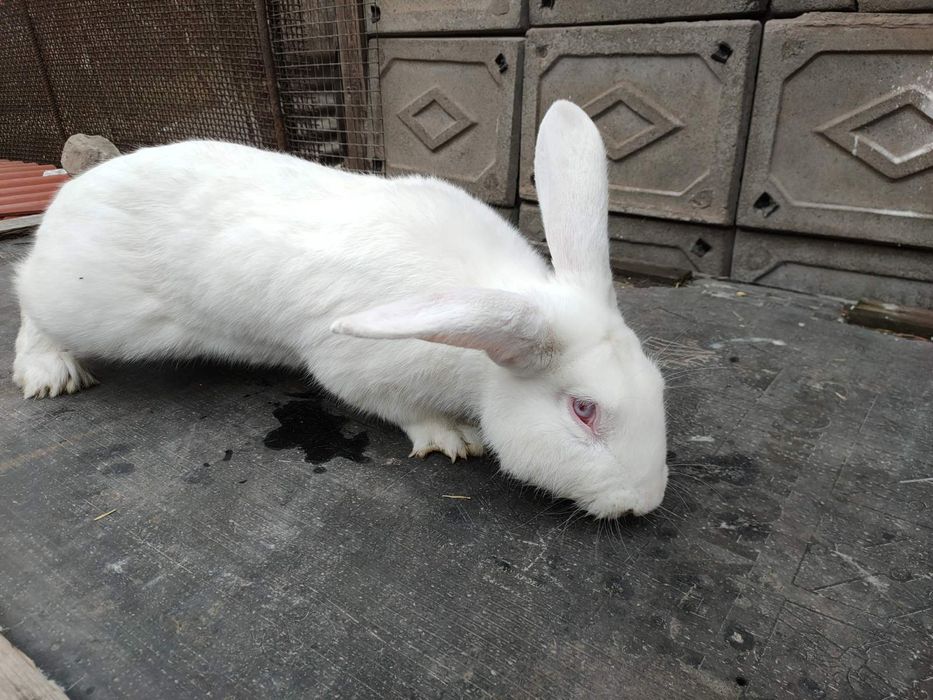 Кролики 1-3 месяца.