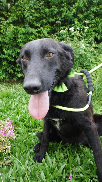 Zeus cao para adocao