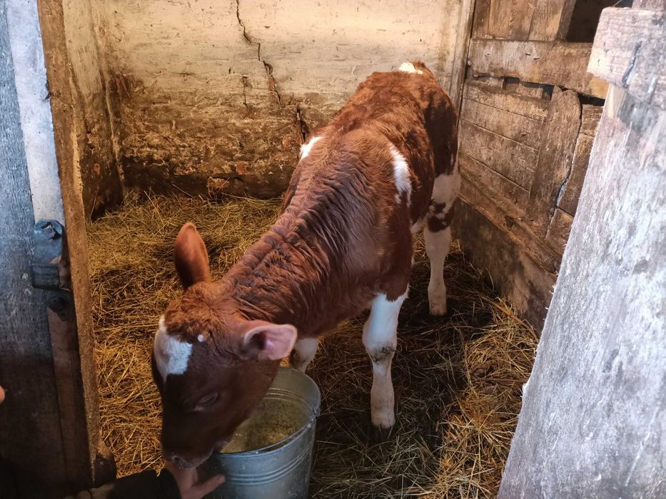 Продам дві телиці