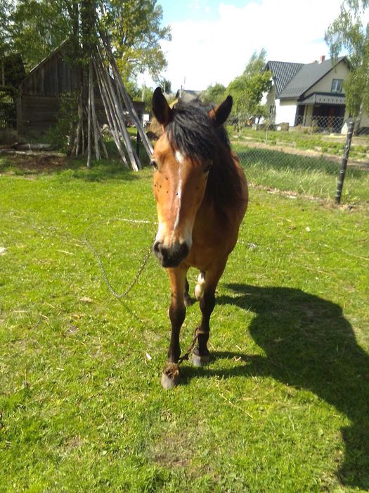 Продам коня 4 роки