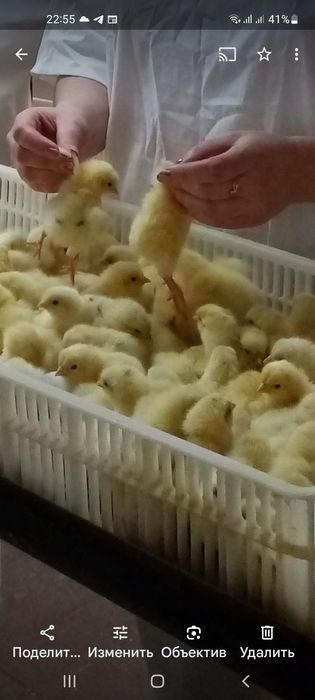 Добовий молодняк