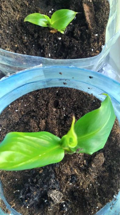 Банан комнатный плодовый            ( Киевский Супер карлик) саженцы