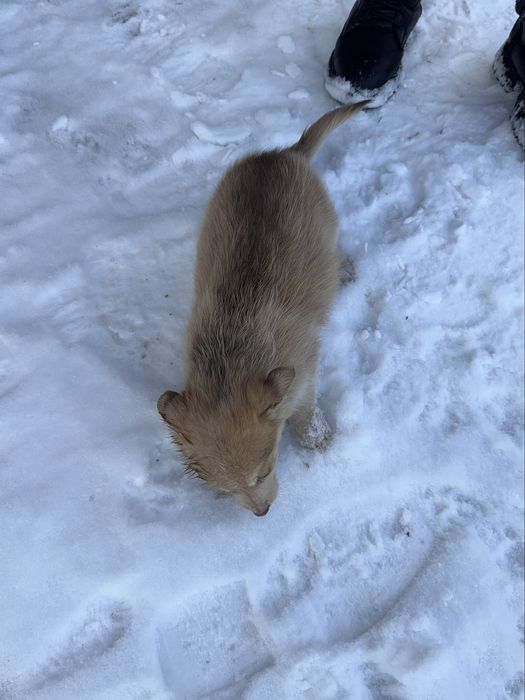 Цуценята шукають дім (від 22.10) - хлопчик