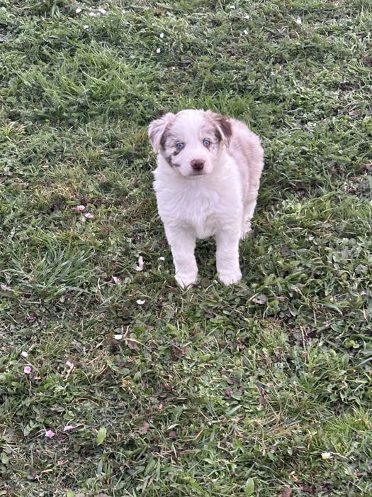 Piesek red merle (border collie)
