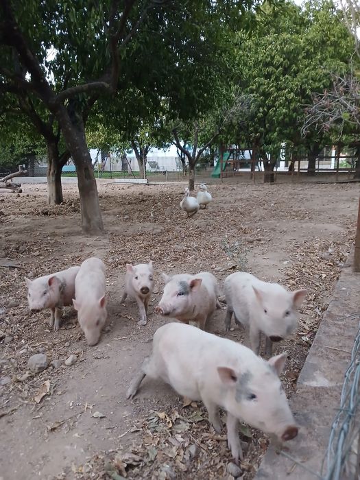 Poorcoos anões.!
