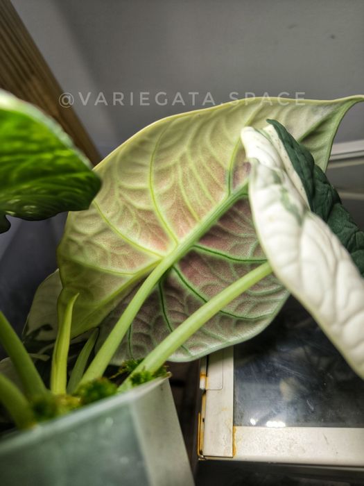 Alocasia Macharani Albo half-moon variegata bulwa alokazja