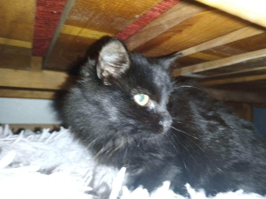 Gatinho preto de pêlo comprido para adoção responsável (reservado)