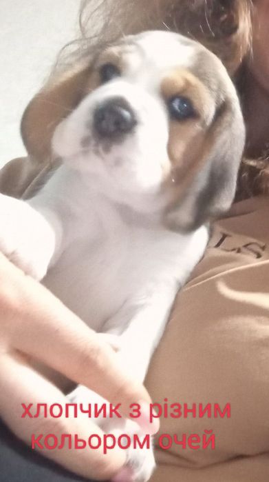 Цуценята бігля, шукають родину