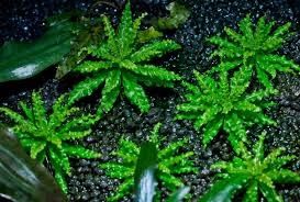 GB pogostemon helferi