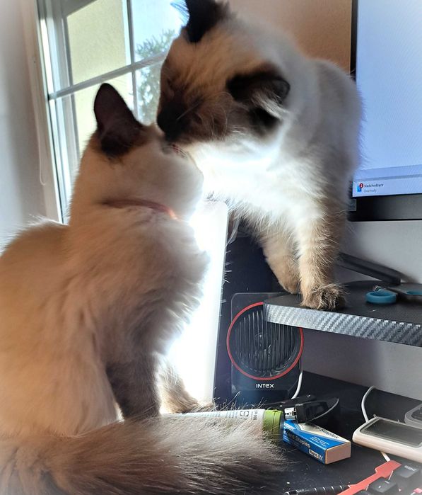 Kotka Neva Masquerade – spokojna, zielony obserwator, Misty