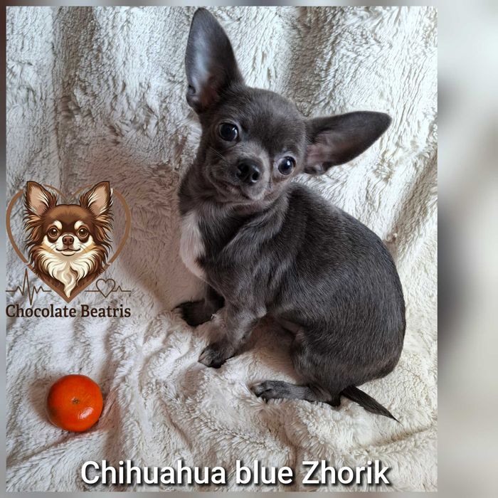 Zarezerwowany.Chihuahua 5 miesięcy 2 kg.