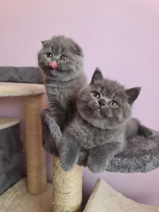 Scottish fold / straight