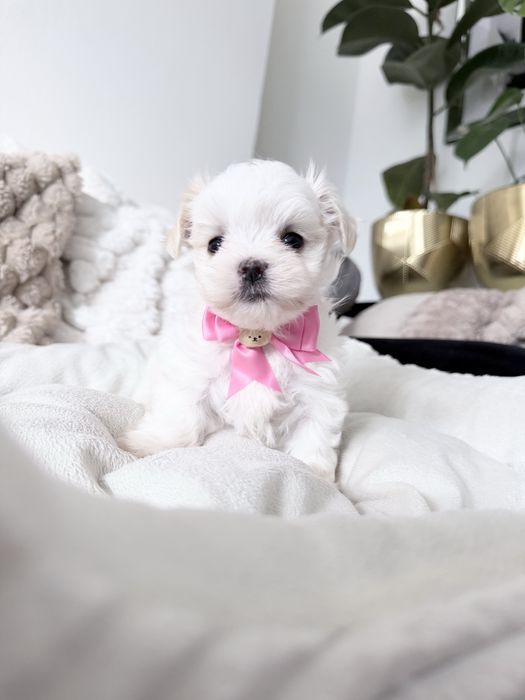 Maltańczyk pies mini słodziak z rodowodem