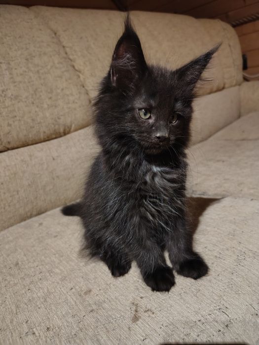 Maine coon, olbrzymi kotek, kotek, kotka Maine coon