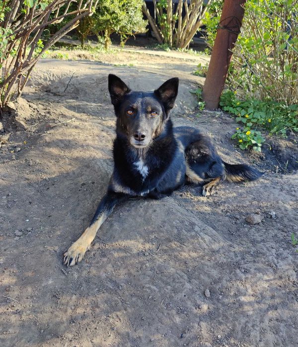Красива, добра особлива собака Лада ТЕРМІНОВО в люблячу родину!