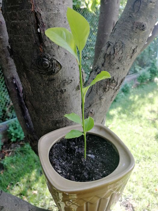 Лимонное дерево цитрус