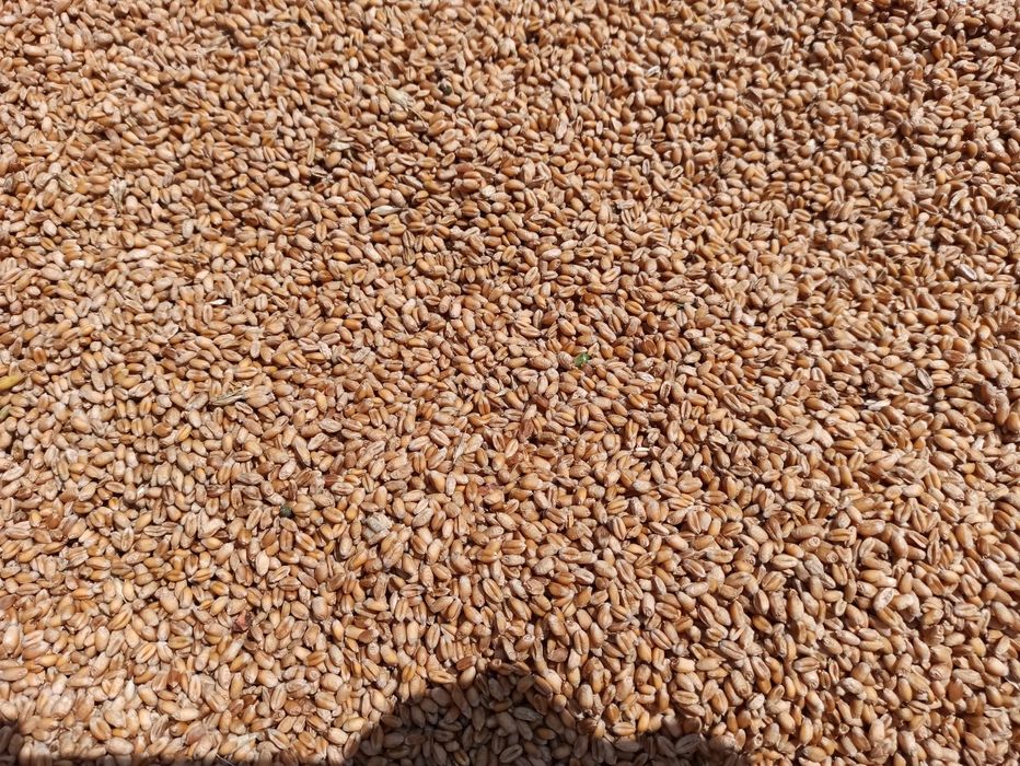 Pszenica ładna czysta