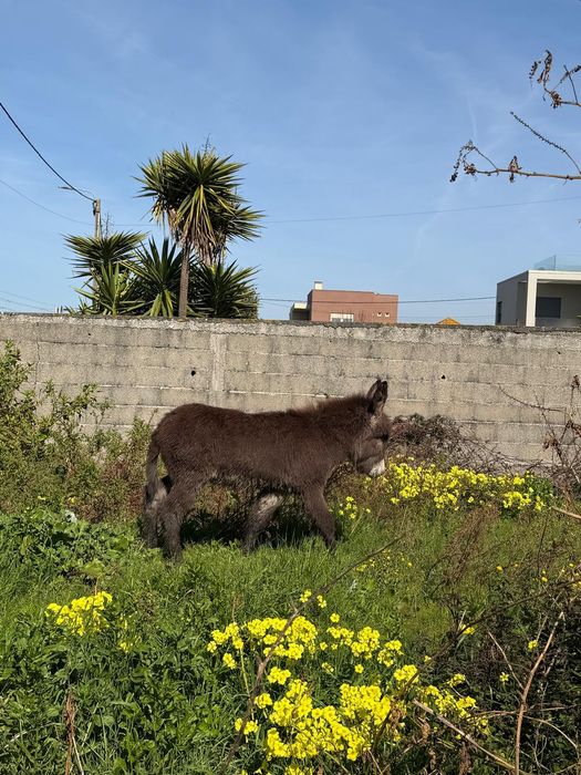 Burro anão 6 meses