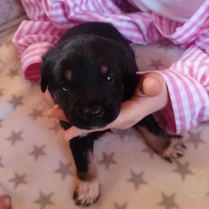 Oddam pieski w dobre ręce