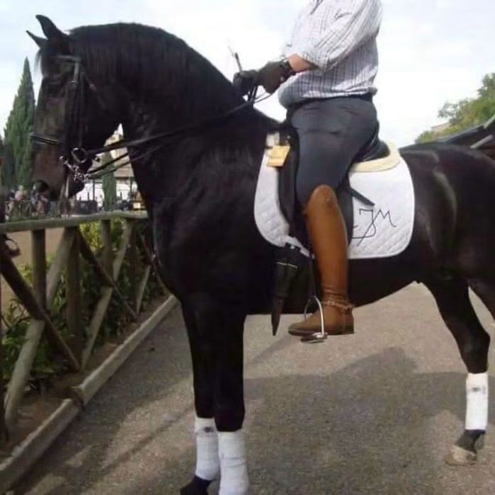 Cavalo de total confiança para pessoas sem experiência