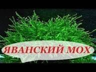 Аквариумный  мох