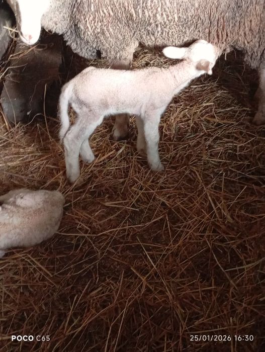 Ovelha com dois borregos