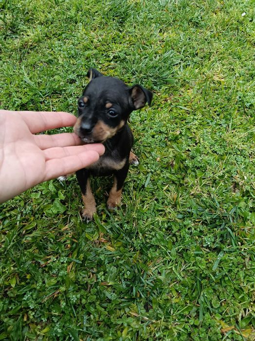 Pinscher macho belíssimo
