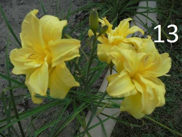 Liliowce - liliowiec.
