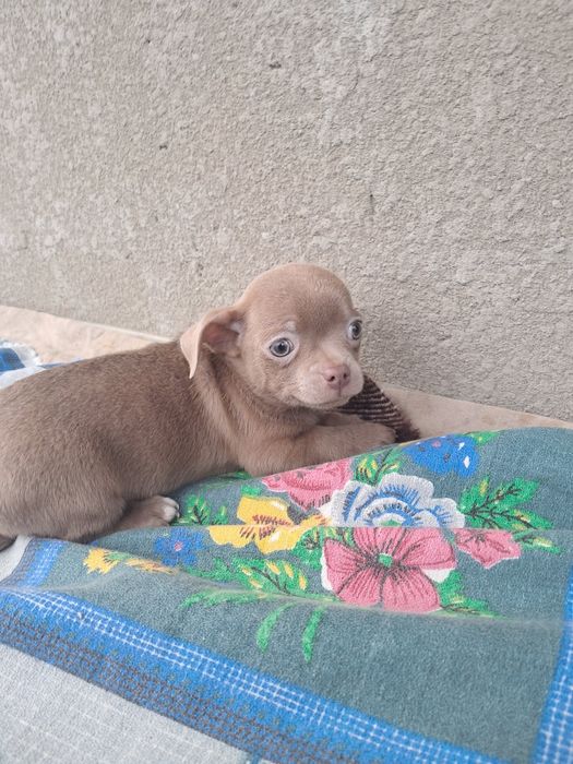 Пропонується до продажу