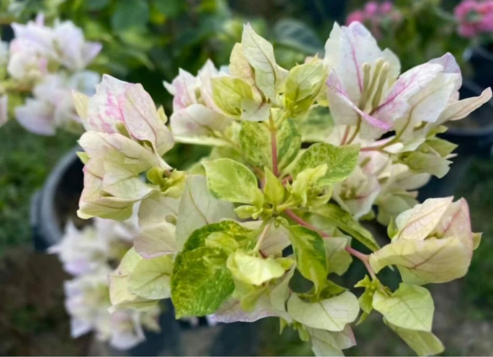 Bugenwilla Bugenwila Bougainvillea Sunstone White