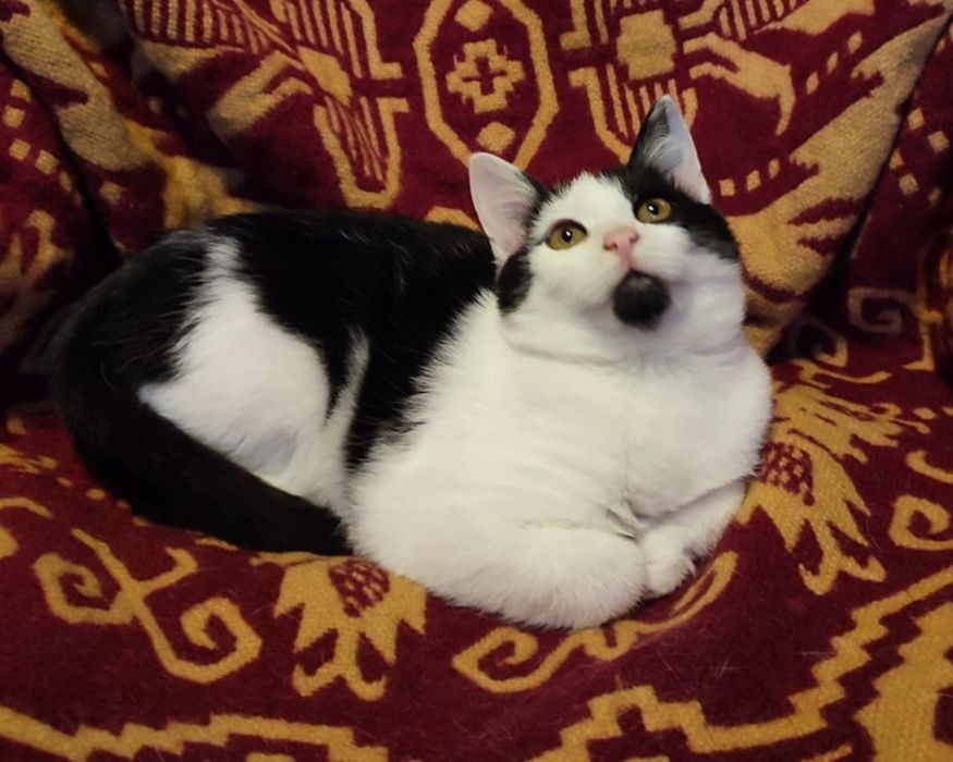 Oddam w dobre ręce dwie kotki i jeden kot