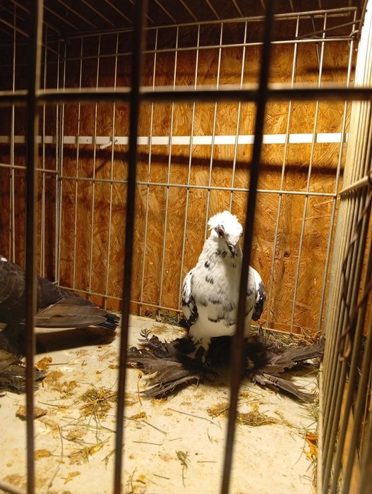 Gołębie Widyny Koroniate