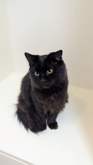 Дуже гарна і розумна киця в добрі руки!