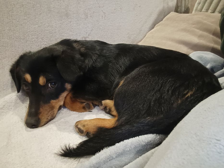 Śliczna SANTA szuka kochającego domu