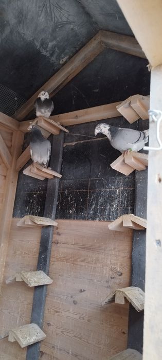 Gołębie staropolskie