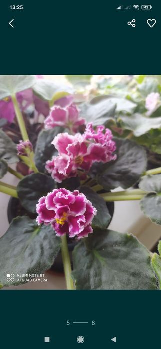 Фиалки сортовые (fialki)