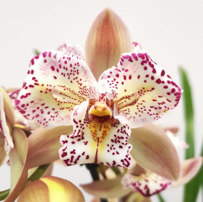 Orquidea cymbidium sem flor